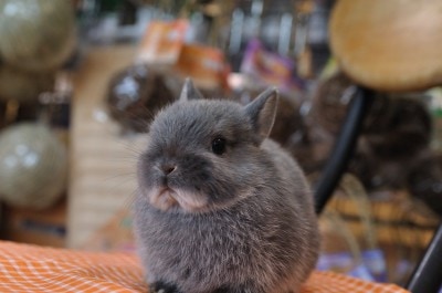 ネザーランドドワーフ No.537 - うさぎ専門店ラッキーハート