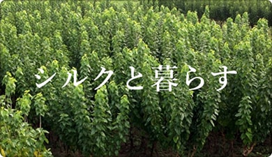 シルクと暮らす