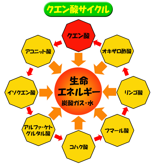 クエン酸サイクル図