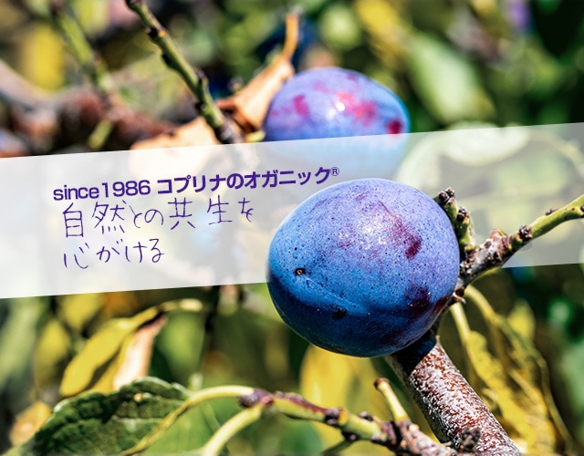 有機プルーン