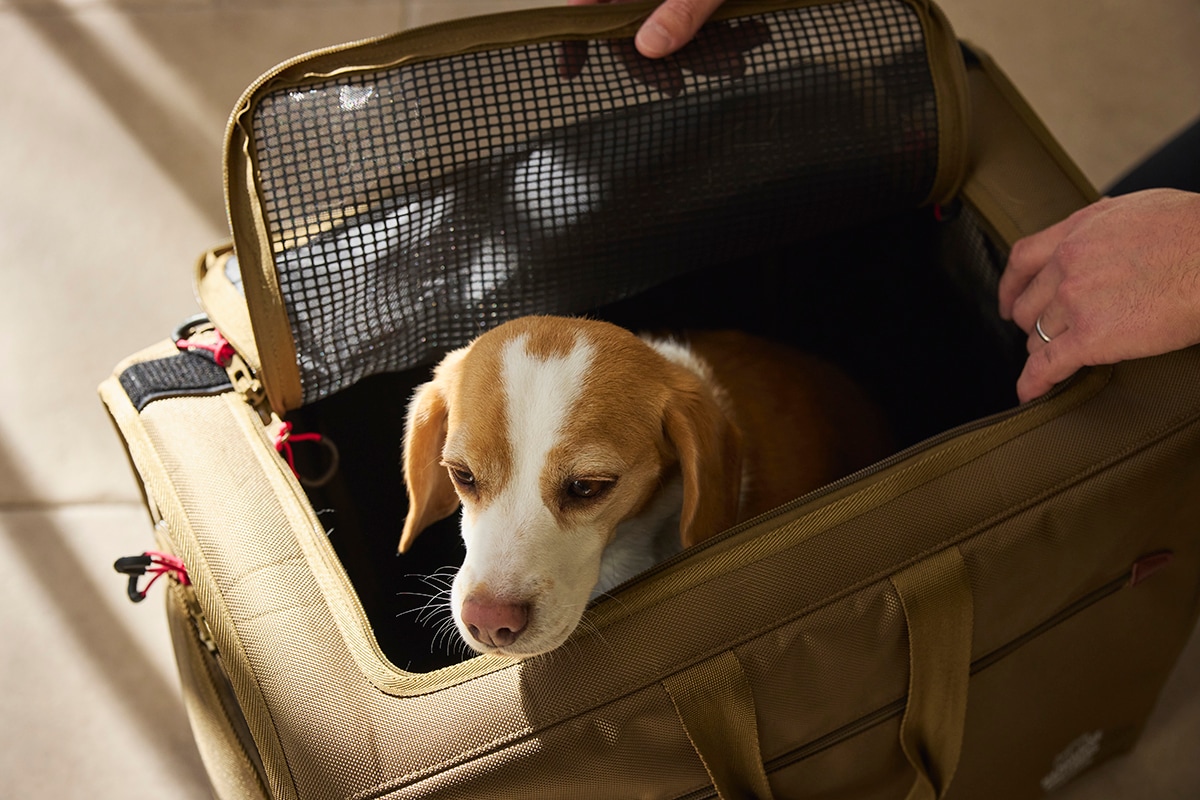 犬服 MANDARINE BROTHERS マンダリンブラザーズ公式