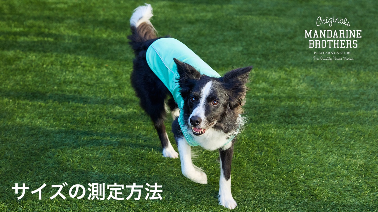 わんちゃんのサイズの測定方法