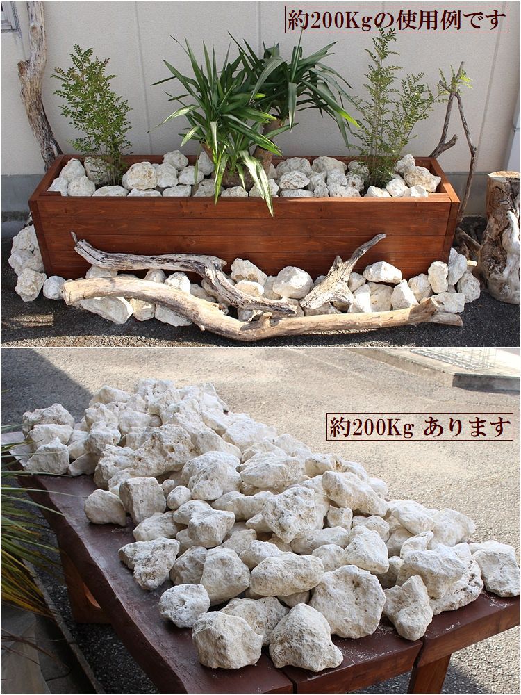 建材 琉球石灰岩 100-200mm 50kg (10kg×5箱) - 4