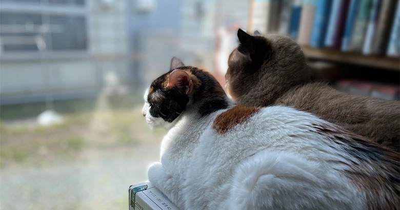 福島県いわき研究所にゃいありー 新入社員と先輩猫 お仕事編 コラム Ragdoll