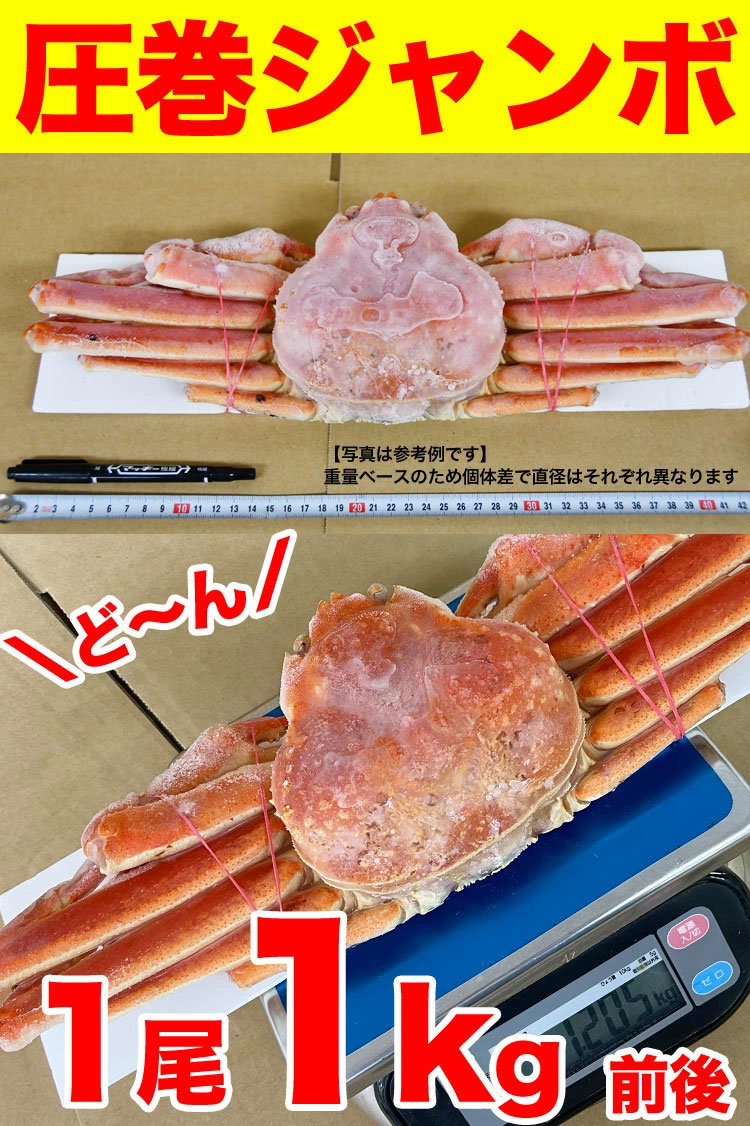 在庫限りの大放出】 ジャンボ超特大ズワイガニ姿約3kg前後分（1尾約1kg前後×3） カニ 脚 ボイル ずわいがに （訳あり 多少折れたし足あり） |  かに,ズワイガニ,ズワイガニ（足・姿） | カニ通販お取り寄せギフトお歳暮マルゲン後藤水産本店