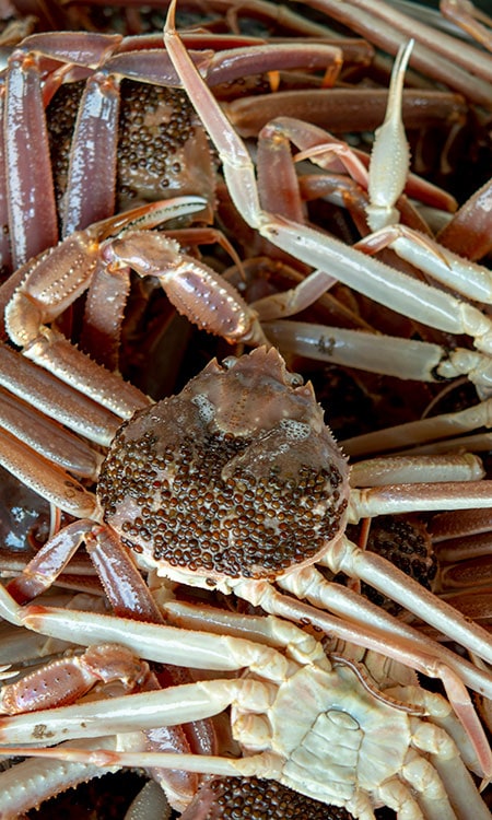 越前がに解禁 若狭小浜 丸海