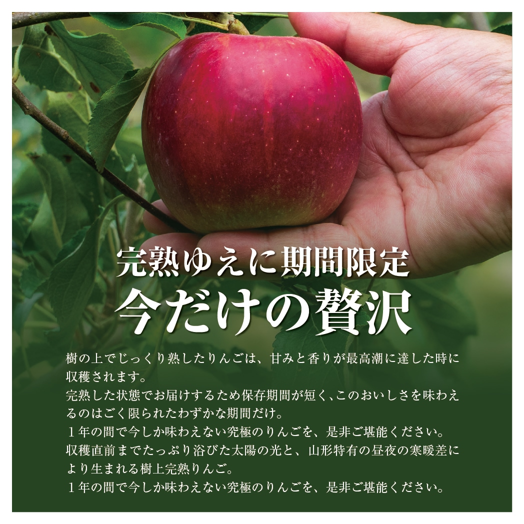 サンふじりんご4