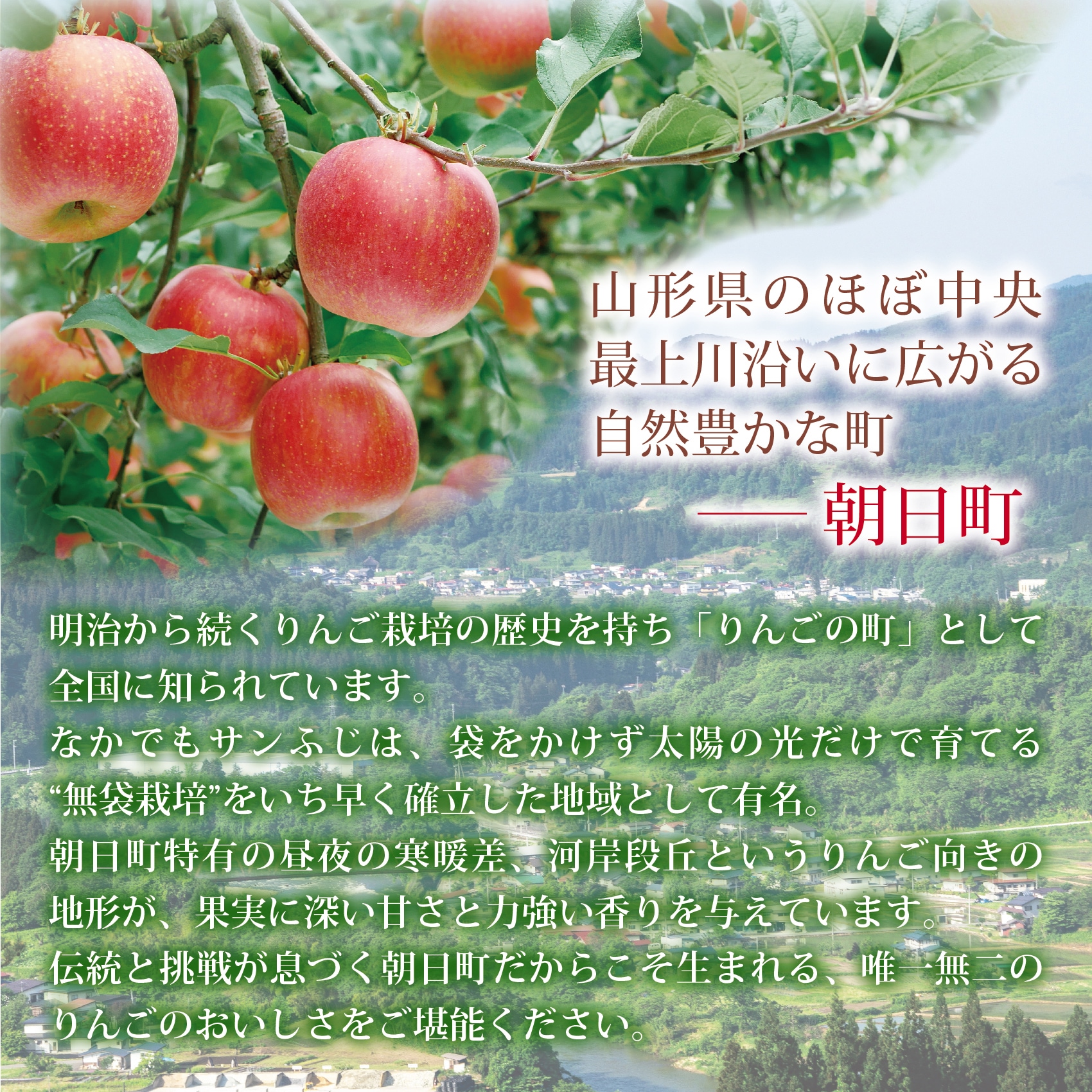 サンふじりんご2