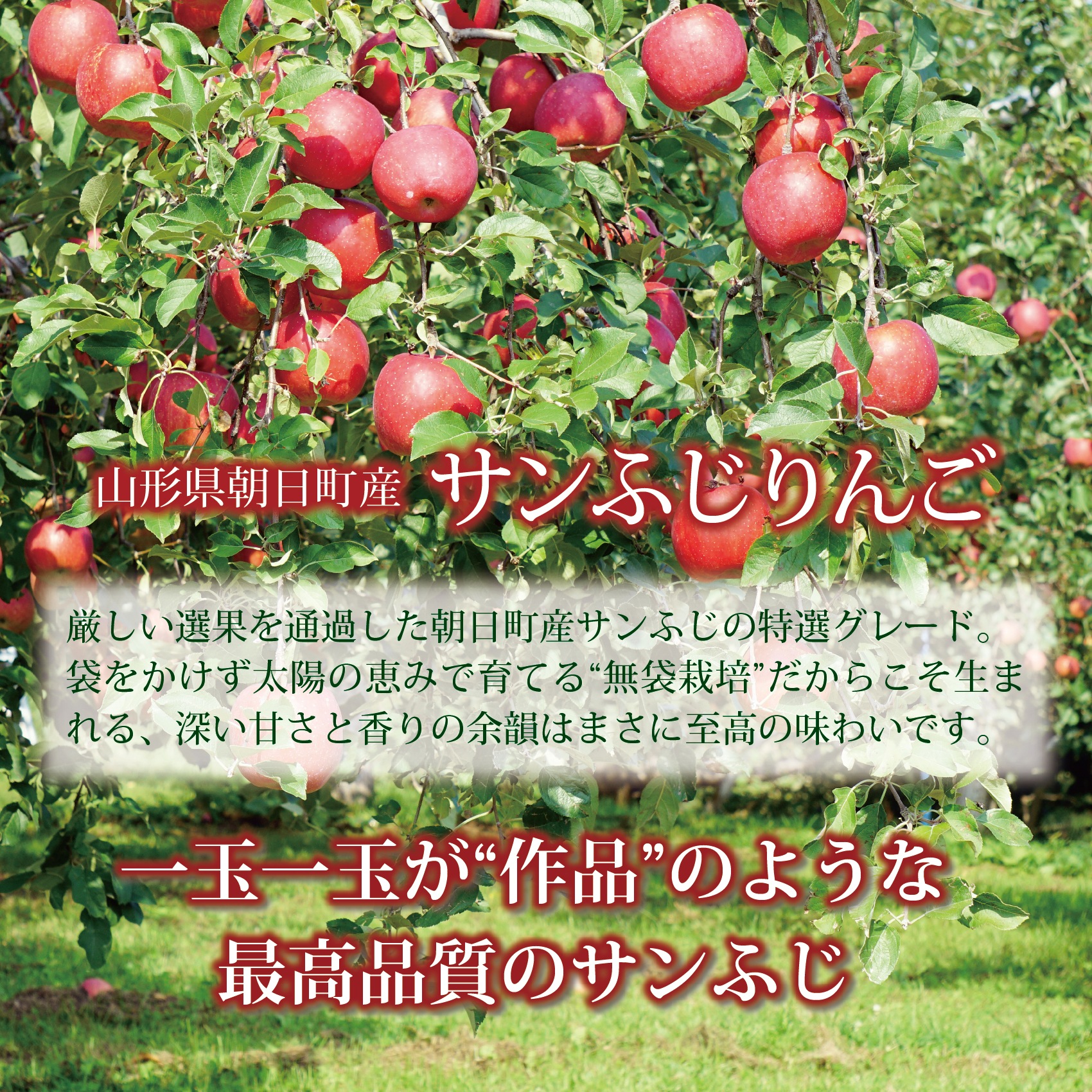 サンふじりんご3