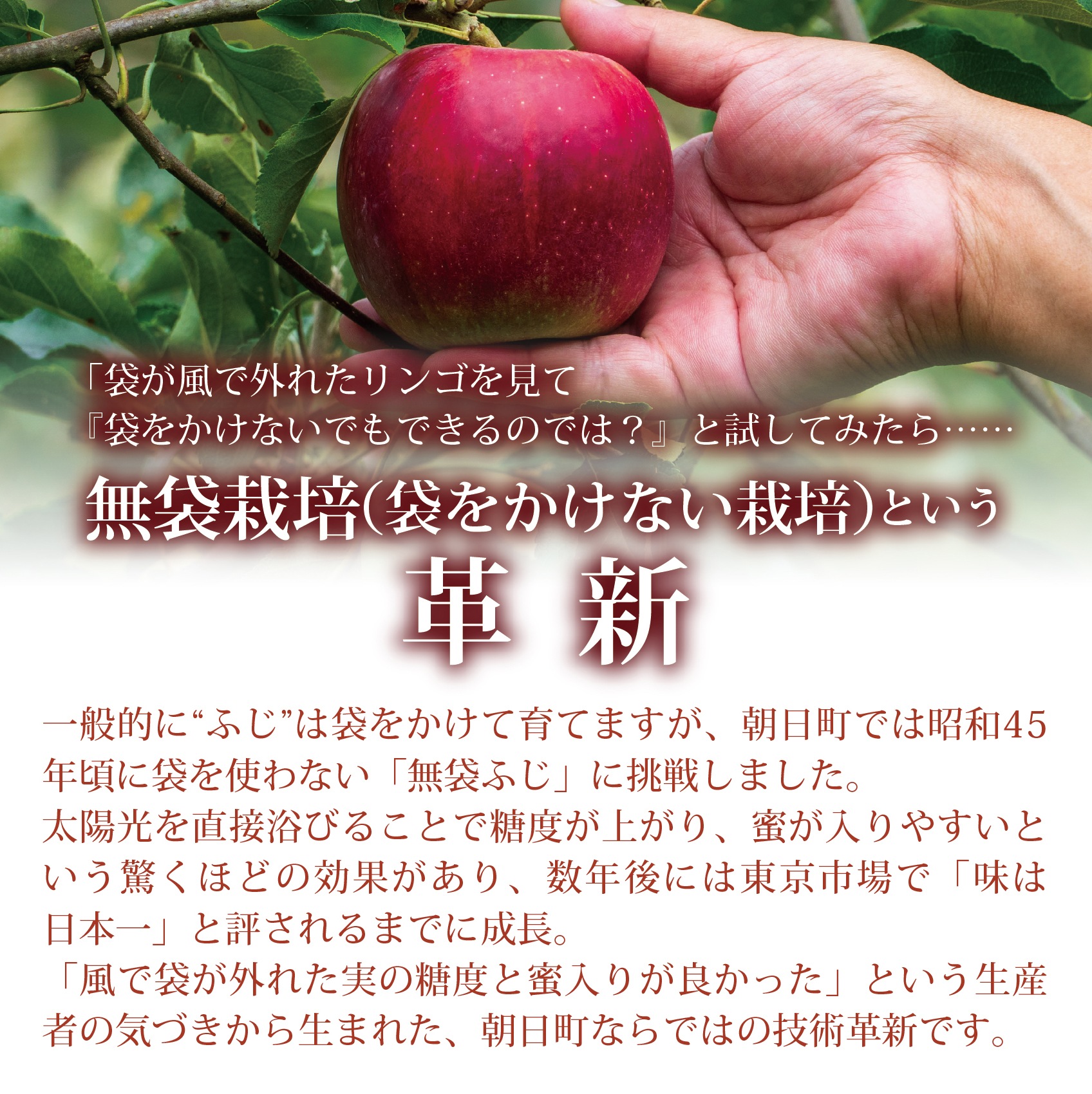 サンふじりんご4