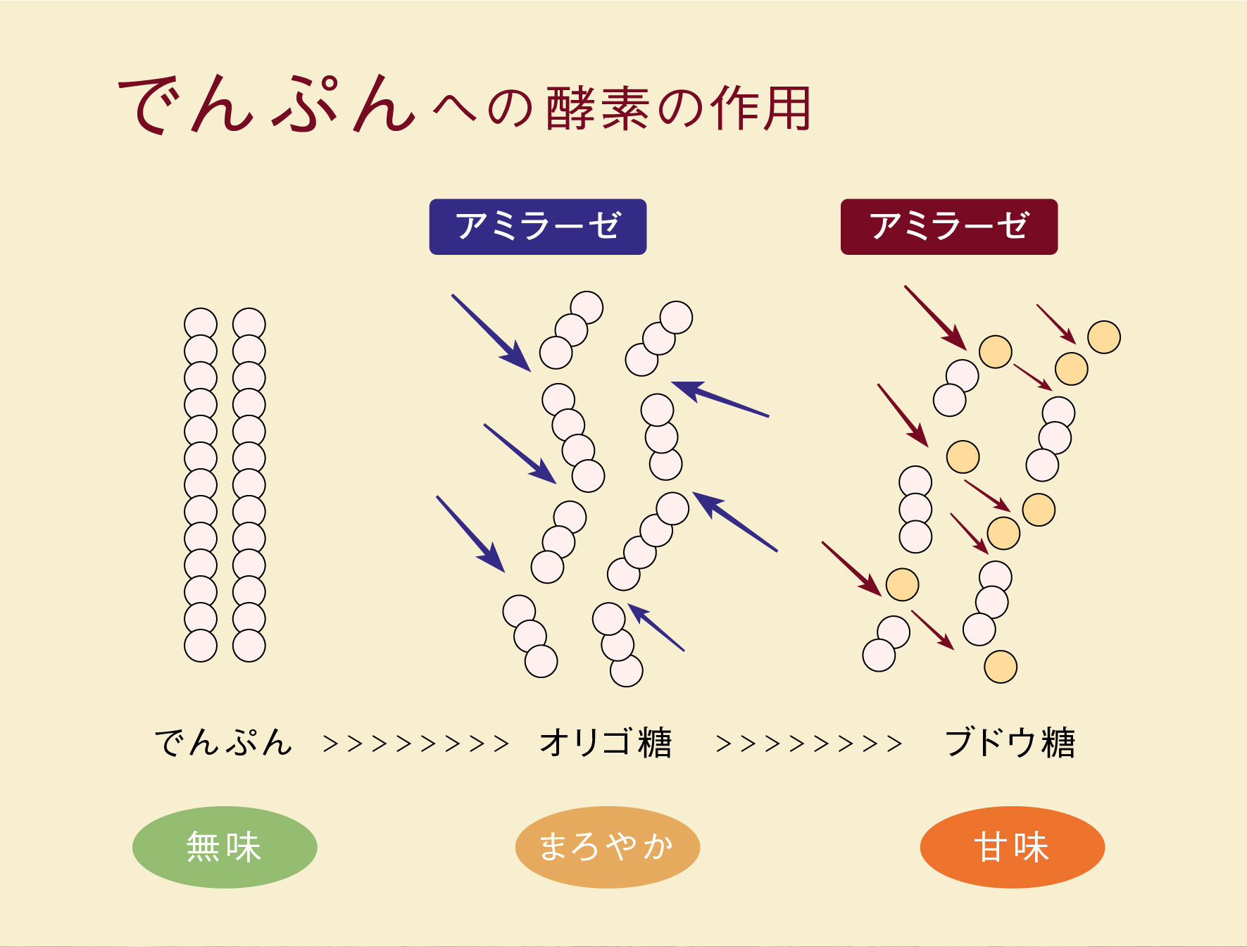 でんぷんへの酵素の作用