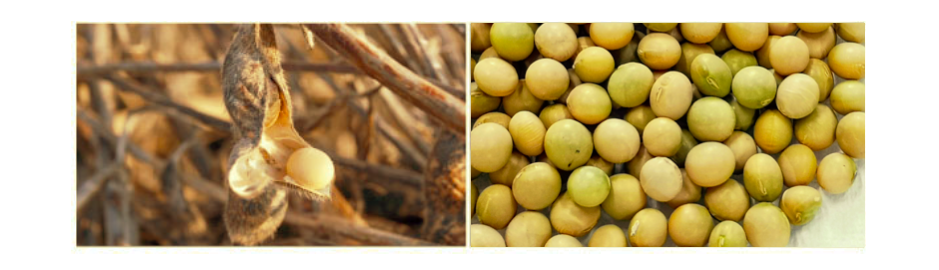 自然栽培大豆イメージ2