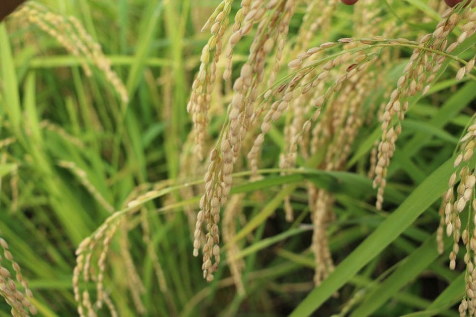 �ⶶή�μ�¤��˴ؤ������2