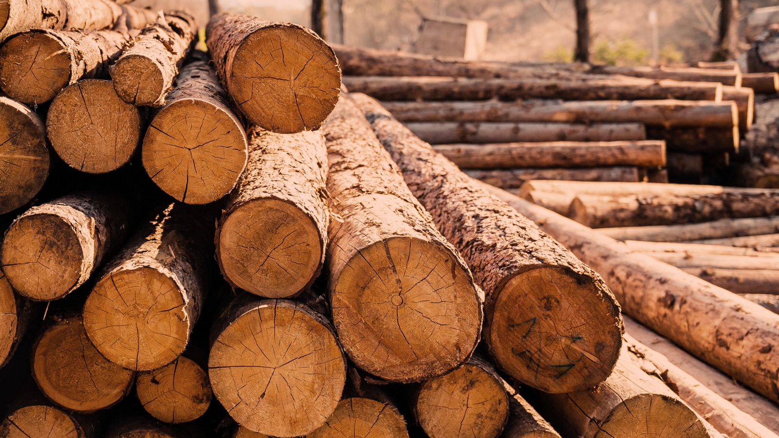 持続可能な森林管理を行なった木材を使用することもサステナブルな選択と言える