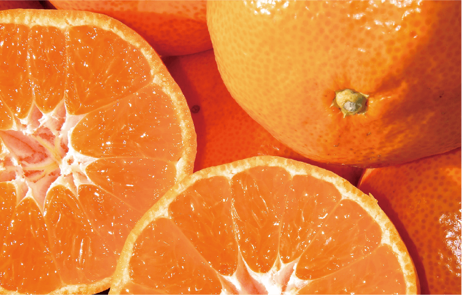 柑橘（かんきつ）
