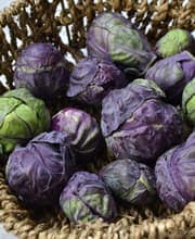 紫芽キャベツ苗
