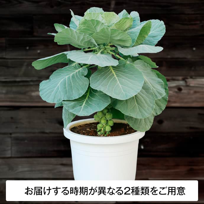 芽キャベツの鉢植えならマスダケール