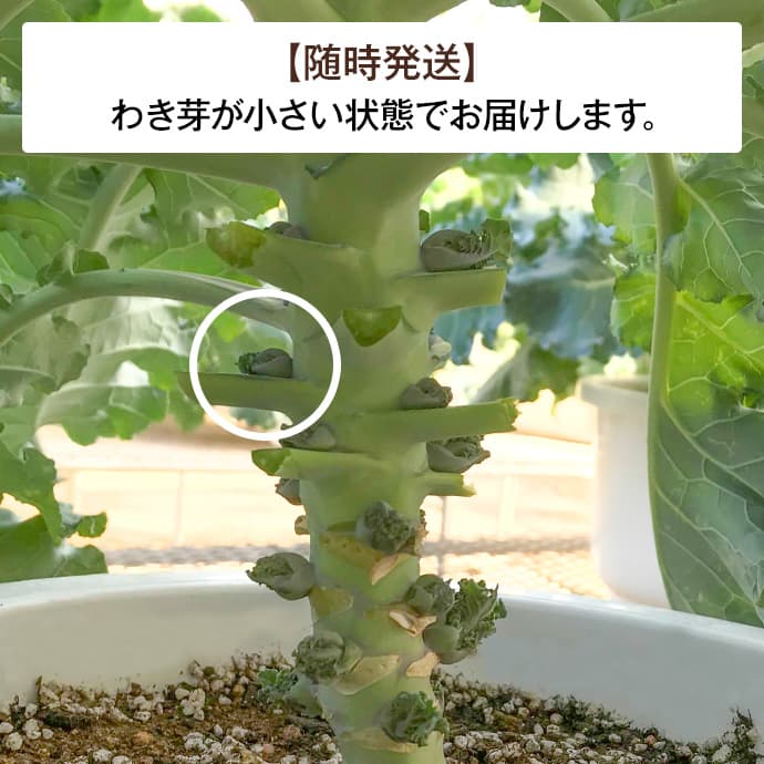 芽キャベツの鉢植えならマスダケール