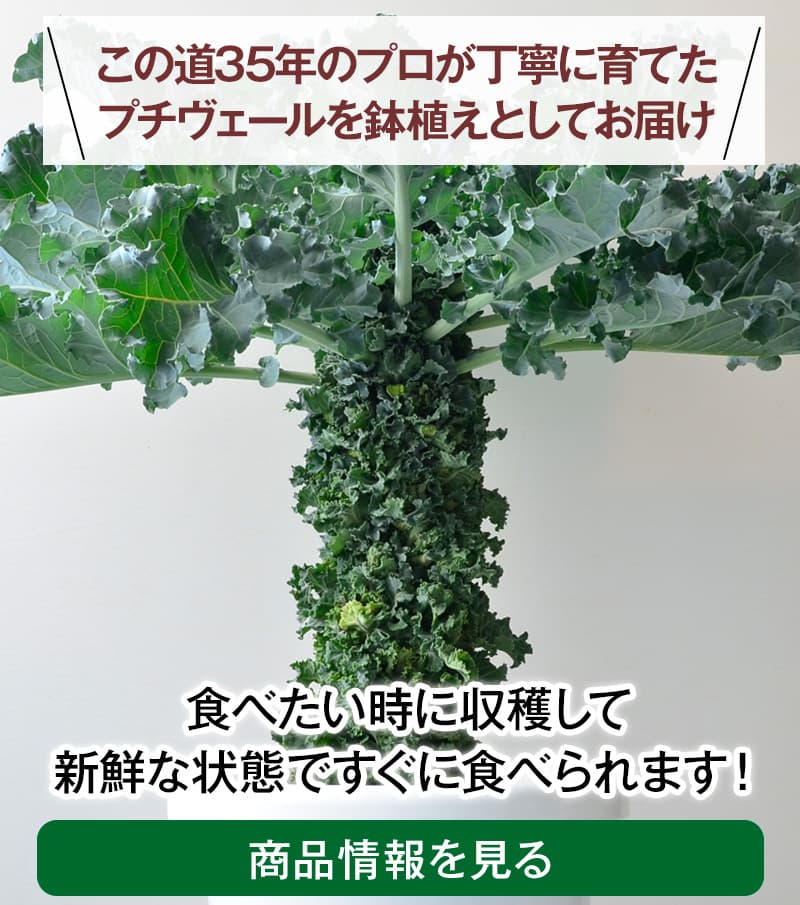 プチヴェールを苗から栽培するならマスダケール