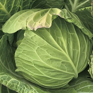 春系キャベツの種なら1925年創業アブラナ科専門 増田採種場