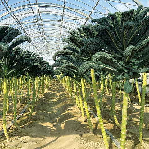 ケールを苗から栽培するならマスダケール