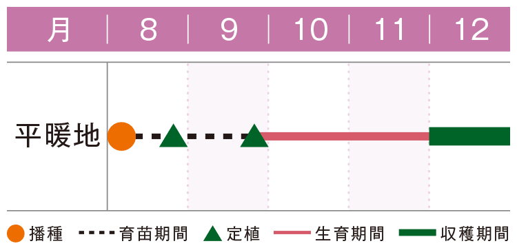 プマロス小苗1点【おまとめ1投稿につき100円引き】