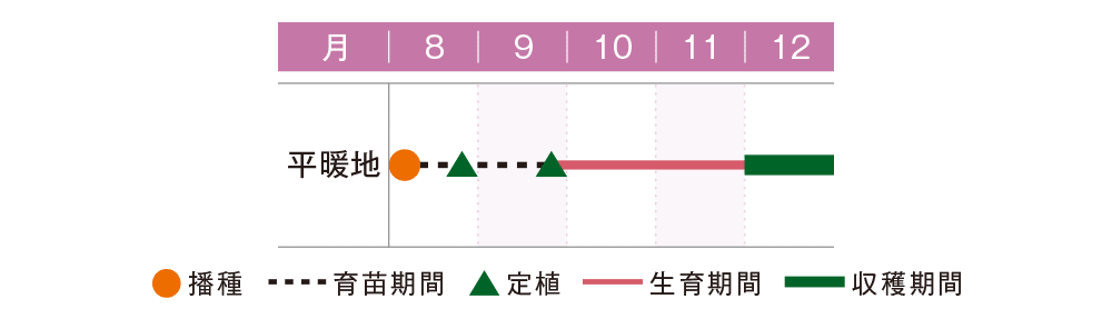 プマロス小苗1点【おまとめ1投稿につき100円引き】 子宝ブロッコリーの苗ならマスダケール