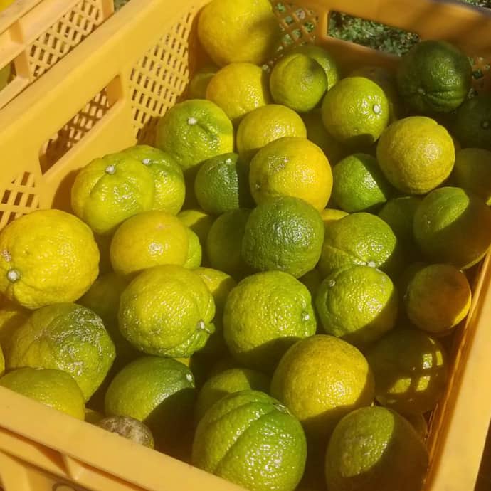 じゃばらの果実ならマスダケール