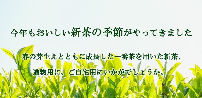 お待たせしました、2025年のおいしい『新茶』ができました