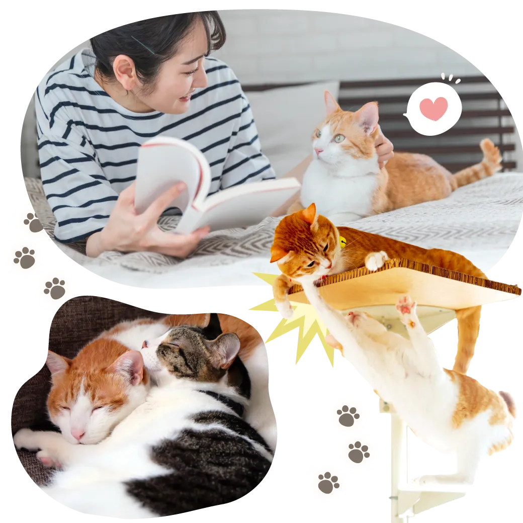 猫のおやつ基礎知識まとめ｜メリット・与え方・素材の紹介｜猫おやつ