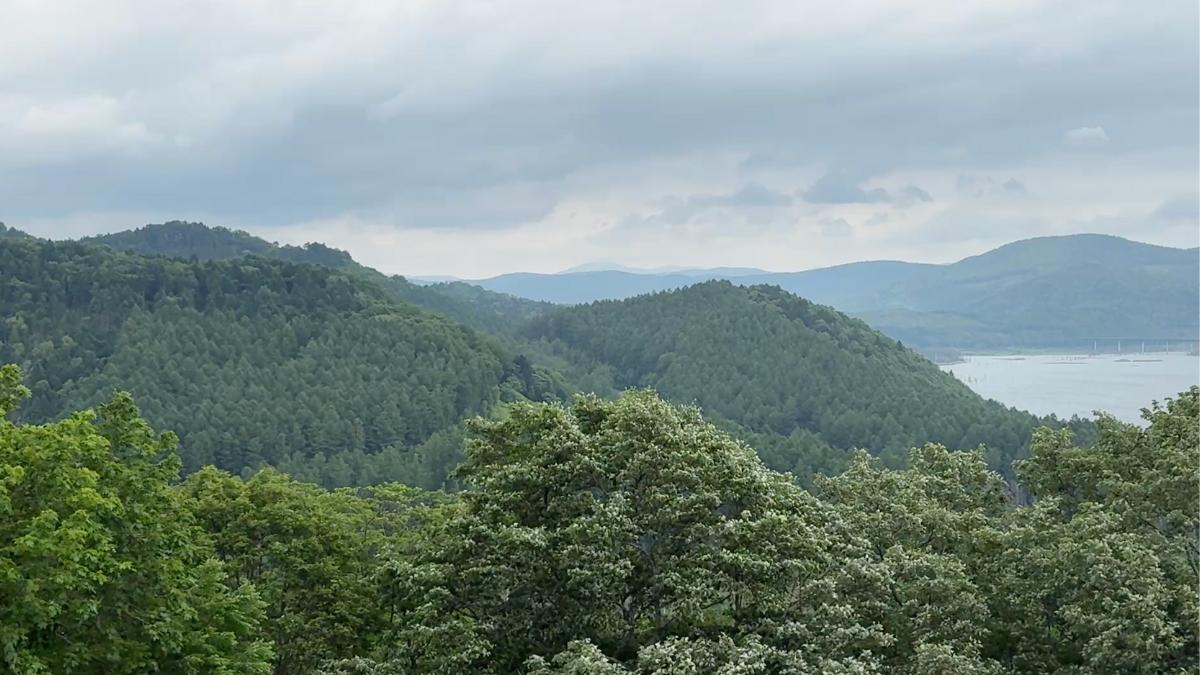 下川町のトドマツの原生林