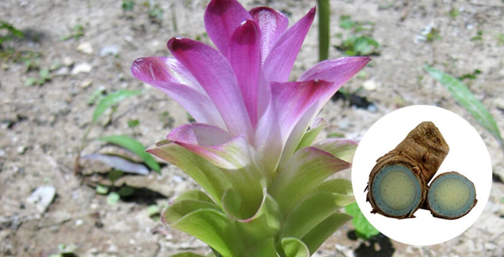 [Authentic] Okinawa's legendary purple turmeric herb, 50g, from the ...