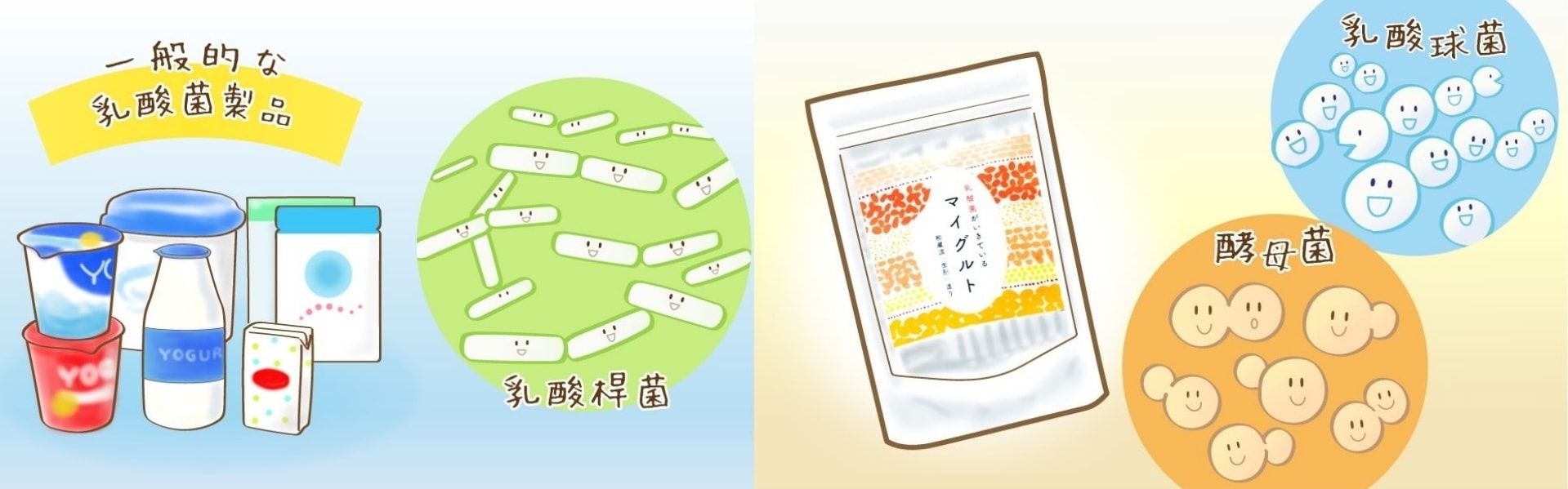 圖示展示了普通乳酸菌產品(乳桿菌)和優格(乳球菌+酵母)之間的區別