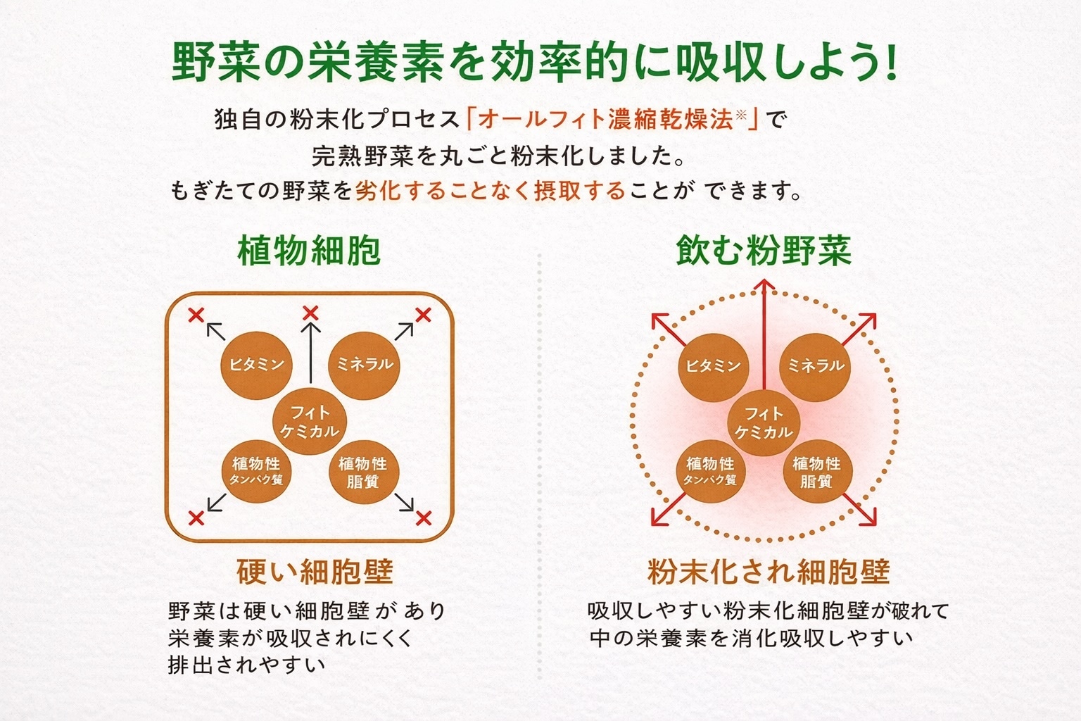 オールフィト濃縮乾燥法による栄養吸収の違い｜植物細胞の硬い細胞壁と粉末化された細胞壁の比較図