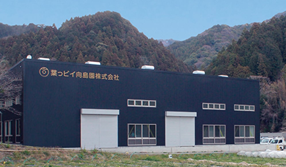 葉っピイ向島園の茶畑風景