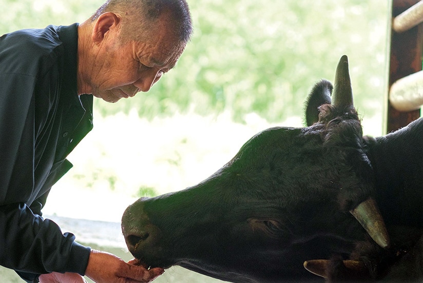 オリーブ牛の飼育