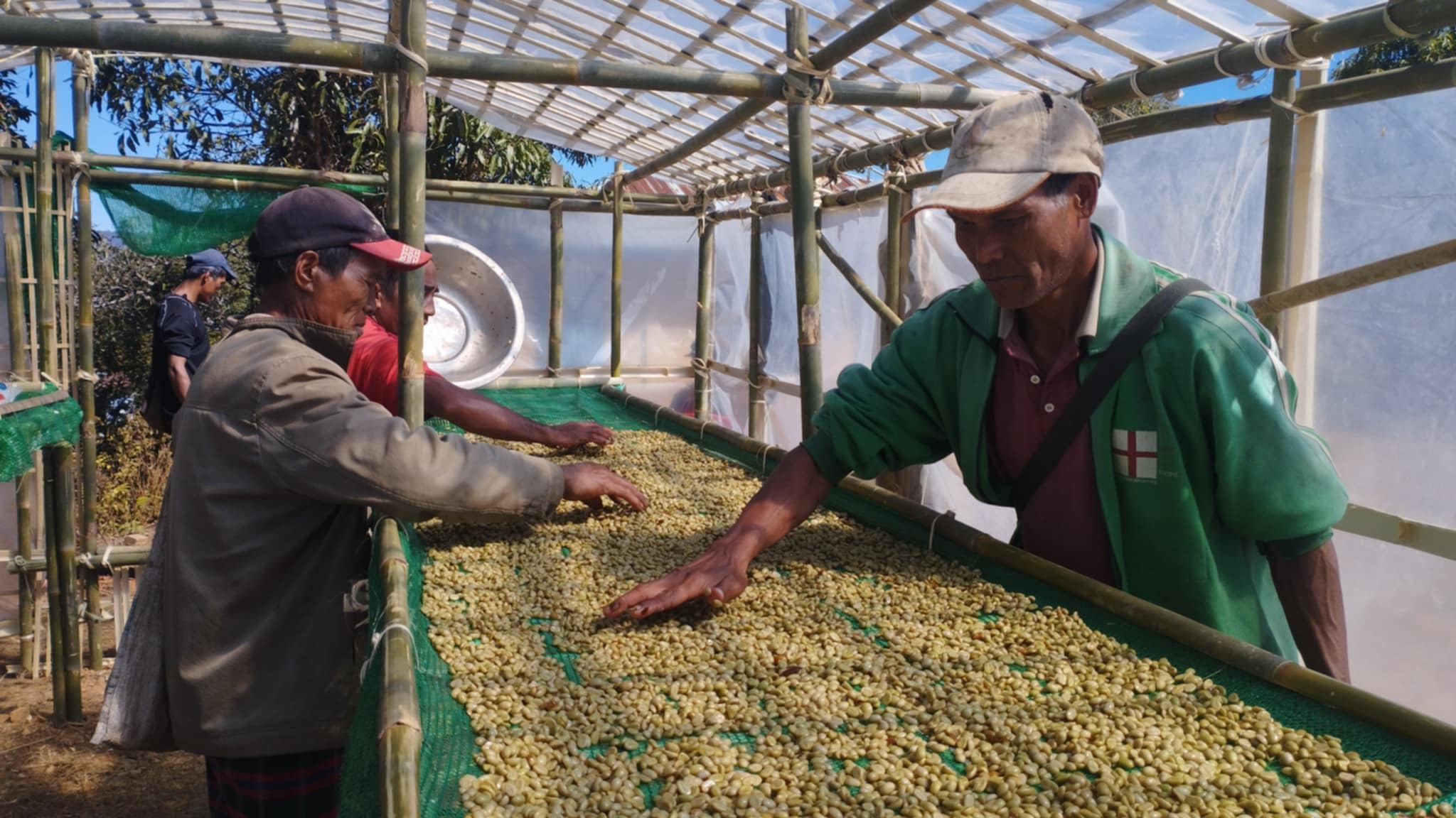 生産地での珈琲豆のを乾かす作業風景