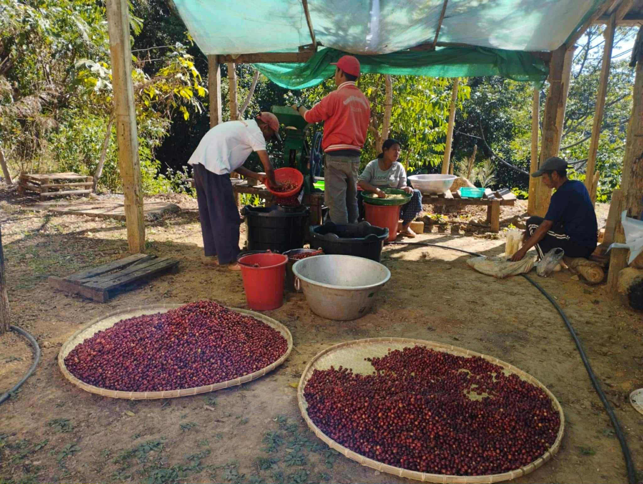 生産地での珈琲豆のの選別作業風景