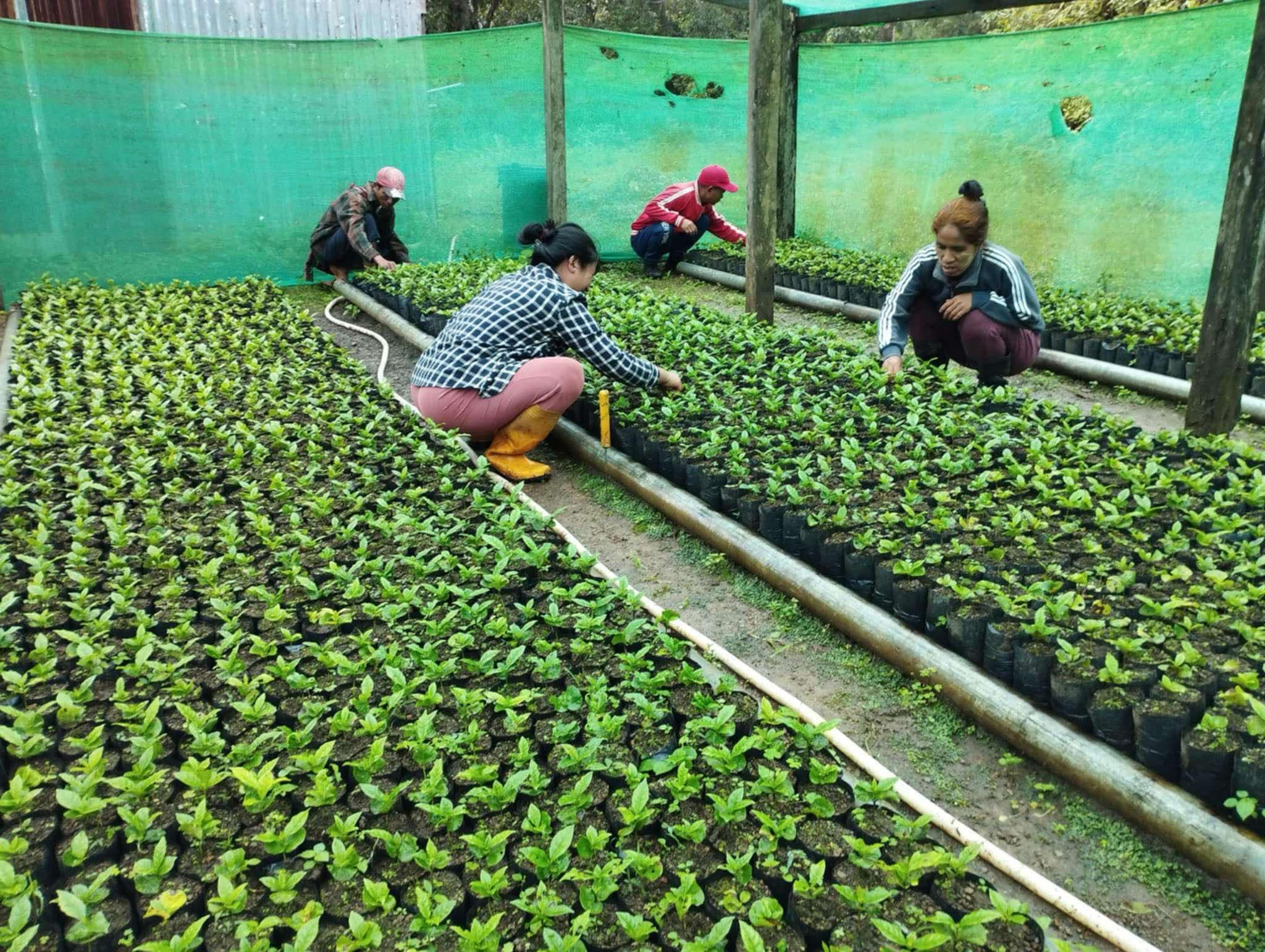 生産地での珈琲の苗の手入れ作業風景