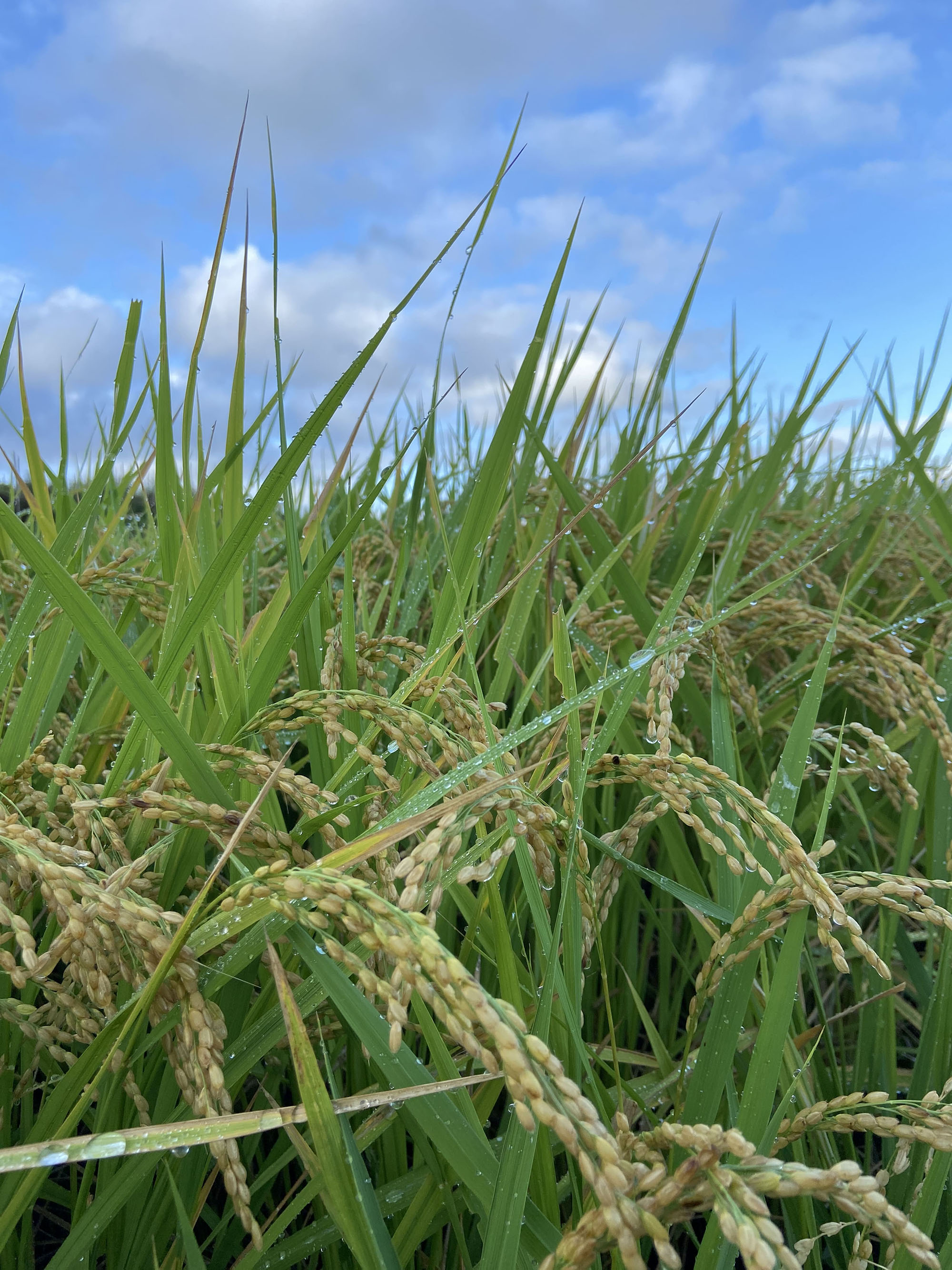 実り始めた稲