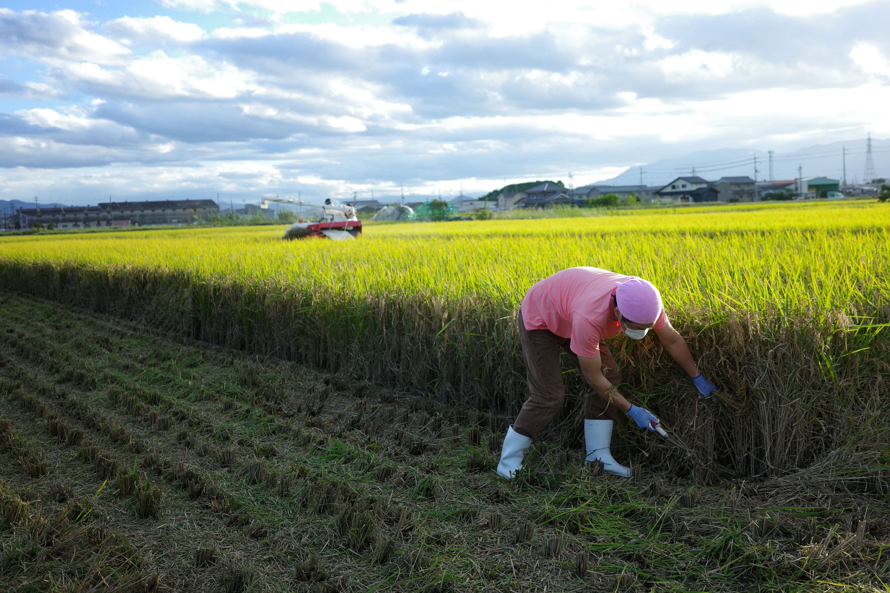 稲刈りをする生産者