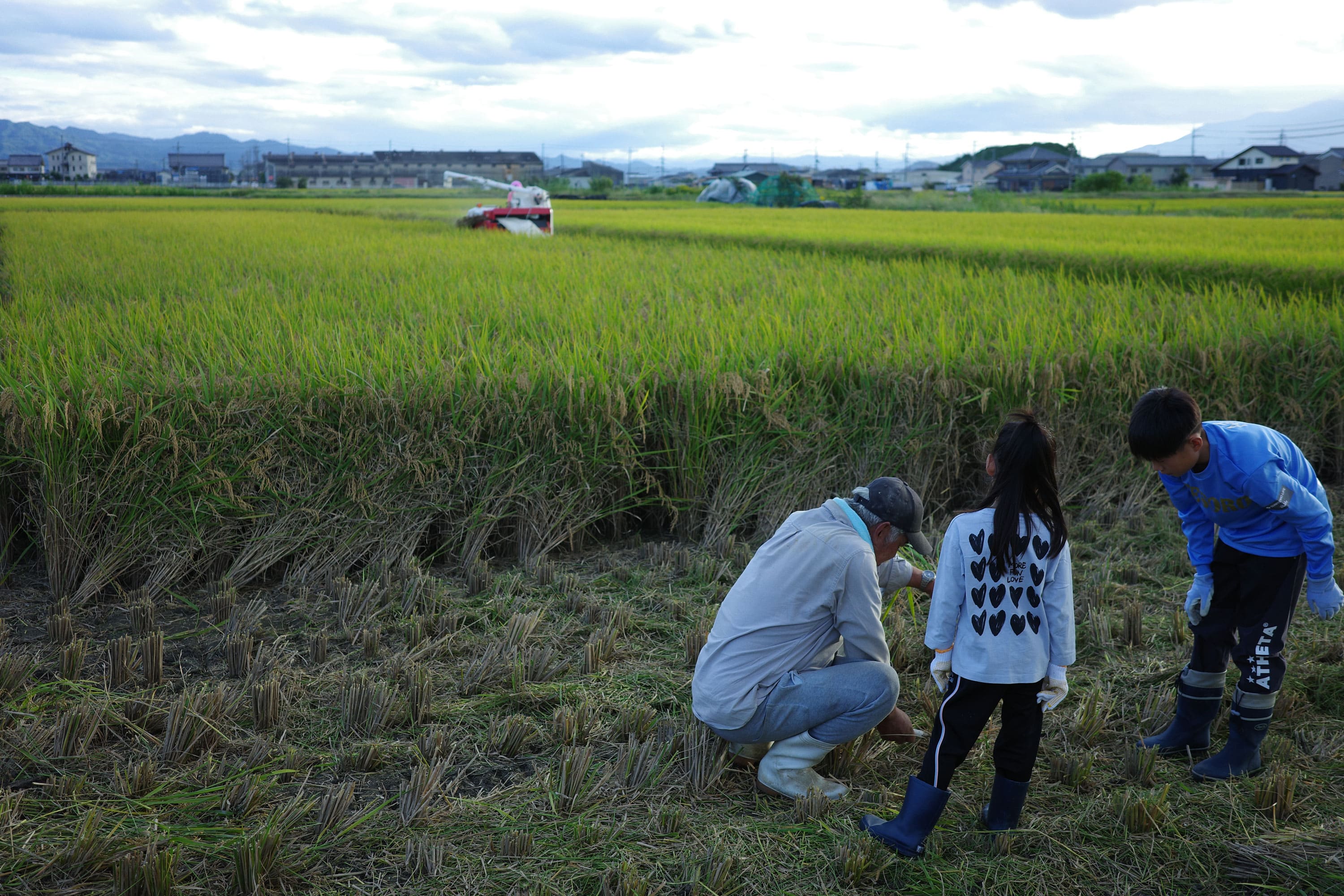稲刈りをする生産者を手伝う家族
