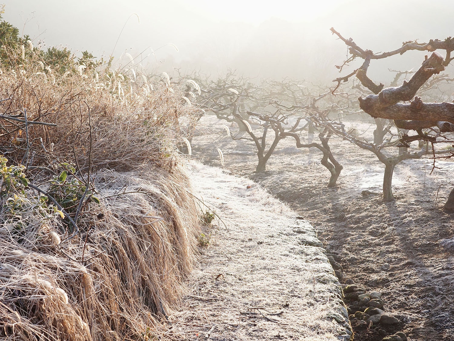 霜の降りた風景