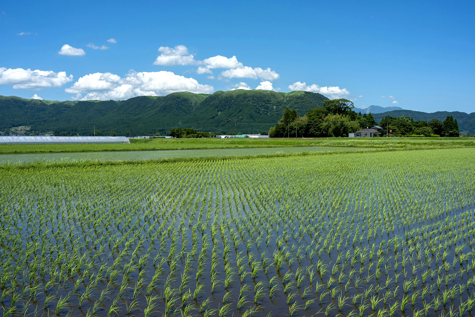 田植えしたばかりの田んぼ