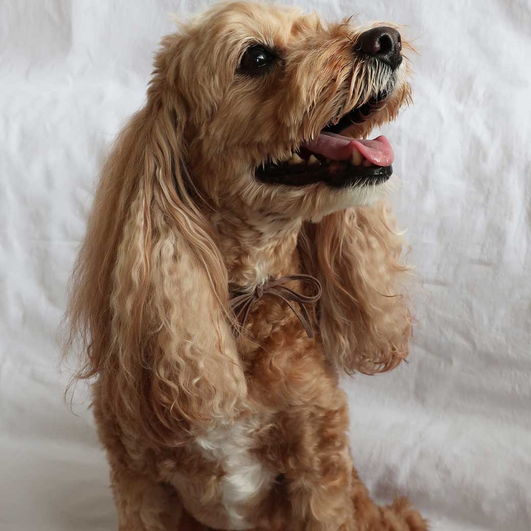犬 猫 グッズ ペットアクセサリー ドッグアクセサリー リボン 首輪