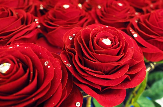 プロポーズでバラの花束を 色別 本数別の花言葉