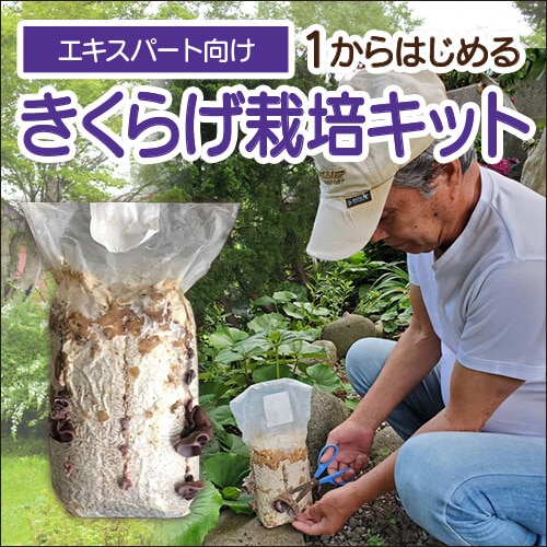 緑工房の大人気商品きくらげ栽培キット エキスパート向け 1からはじめるきくらげ栽培キット