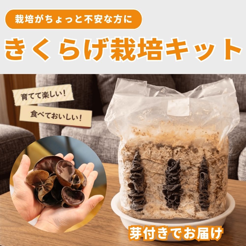 �����餲���ݥ��å�1��