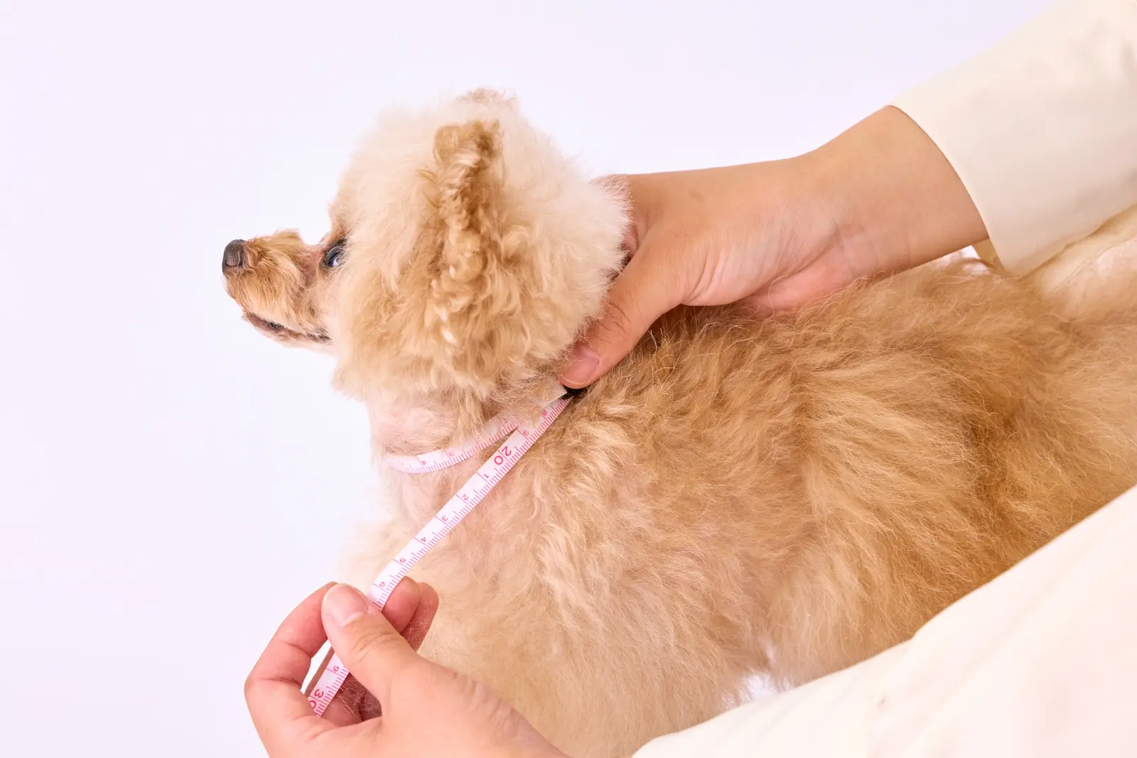 犬の首回りをメジャーで測る方法