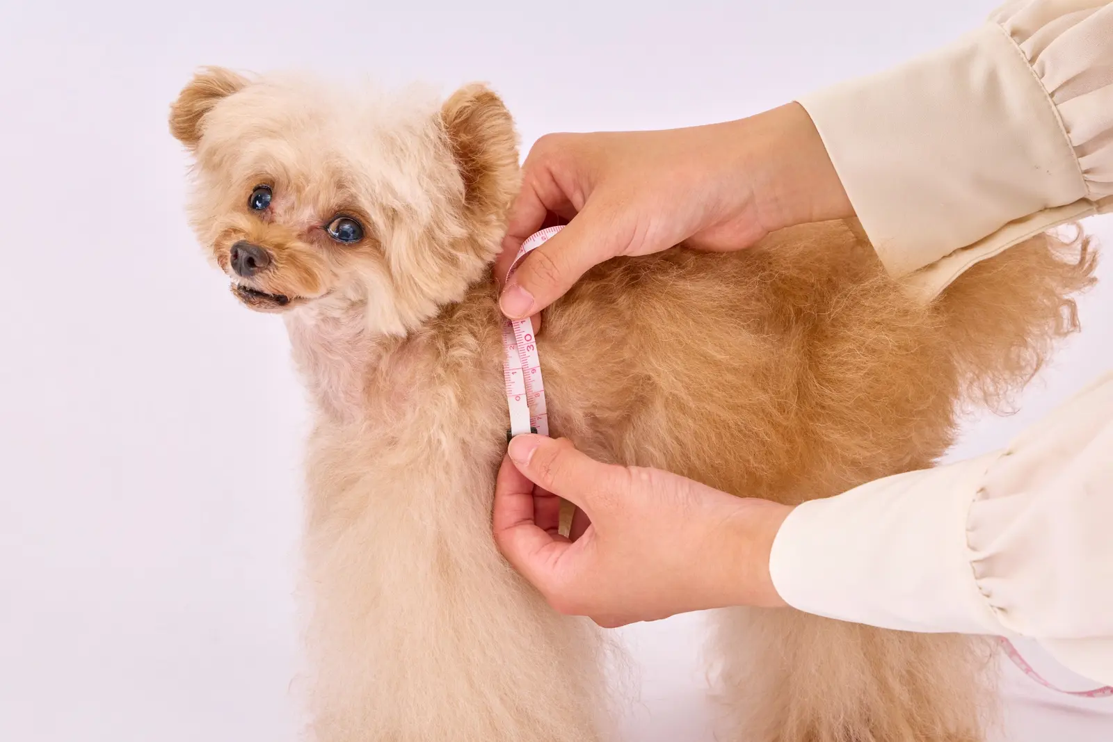 犬の胴回りをメジャーで測る方法